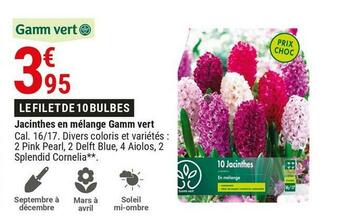 Gamm vert Gamm vert jacinthes en mélange offre