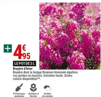 Gamm vert Bruyère d'hiver offre