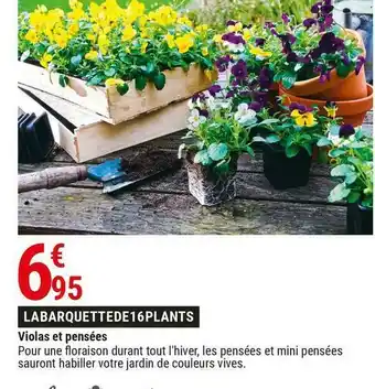 Violas et pensées