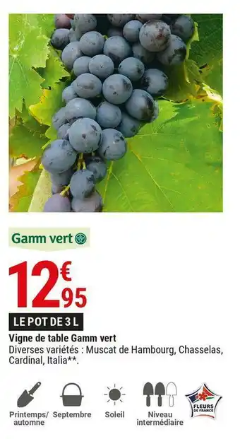 Gamm vert Vigne de table gamm vert offre