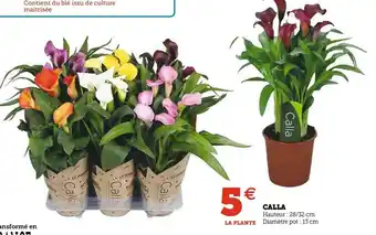 Calla