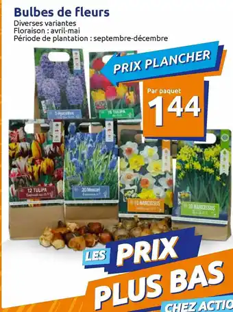 Action Bulbes De Fleurs offre