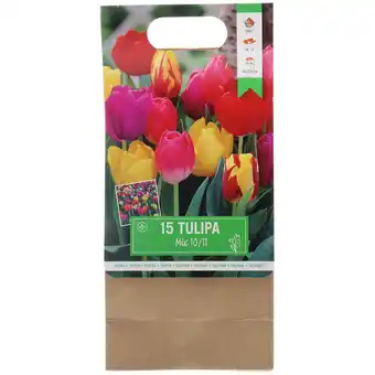 Action Bulbes de tulipes offre