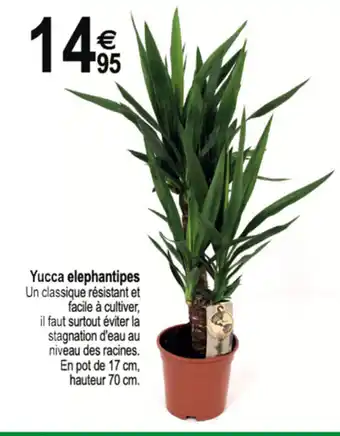 Yucca Elephantipes