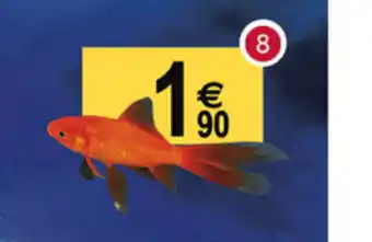 Carassin Rouge