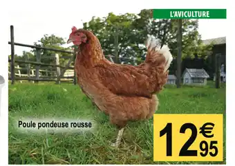 Tridôme poule Pondeuse Rousse offre