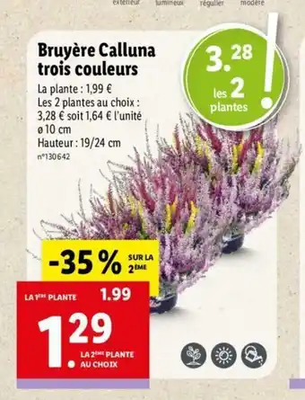 Lidl Bruyére Calluna Trois Couleurs offre