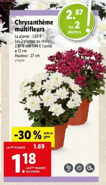 Lidl Chrysanthéme Multifleurs offre