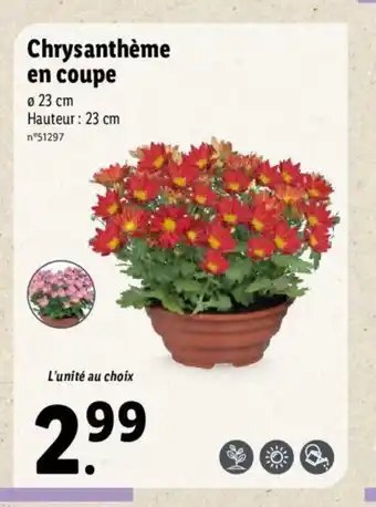 Lidl Chrysanthéme En Coupe offre