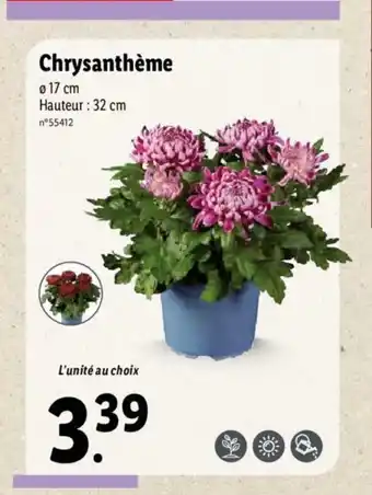 Lidl Chrysanthéme offre