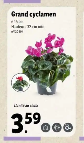 Lidl Grand Cyclamen offre