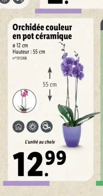Lidl Orchidée Couleur En Pot Céramique offre