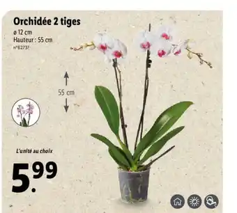 Lidl Orchidée 2 Tiges offre