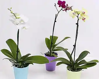 Phalaenopsis 1 Tige
