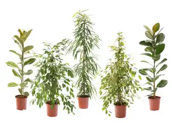 Carrefour Plante verte offre