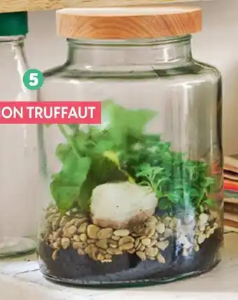 Truffaut TERRARIUM PLANTES VERTES offre