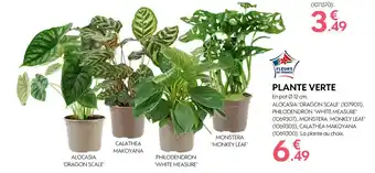 Truffaut PLANTE VERTE offre