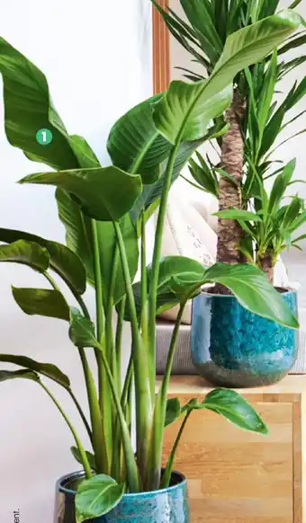 STRELITZIA NICOLAI