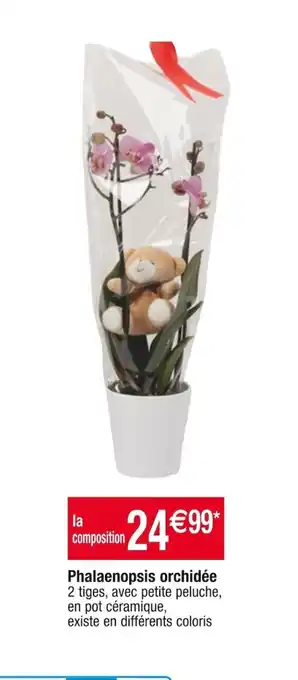 Cora x Carrefour Phalaenopsis orchidée offre