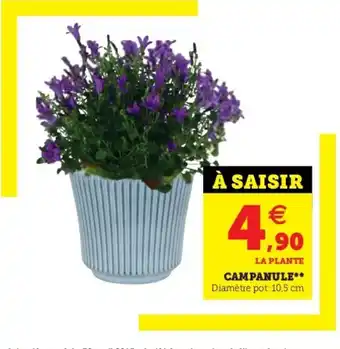 Campanule