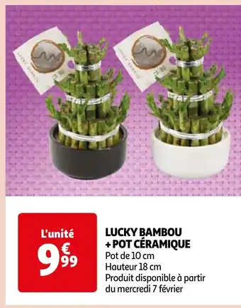Auchan LUCKY BAMBOU + POT CÉRAMIQUE offre