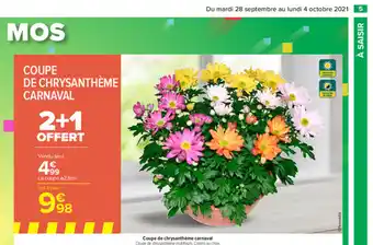 Coupe De Chrysanthème Carnaval
