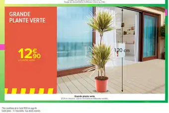 Carrefour Grande Plante Verte offre