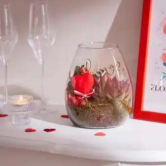 Carrefour Terrarium offre