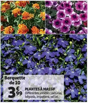 Auchan Plantes à Massif offre