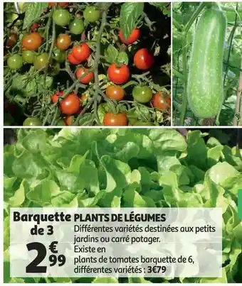 Auchan Plants De Légumes offre