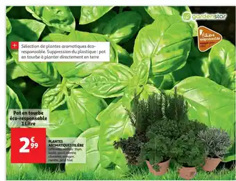 Auchan Plantes Aromatiques Filière Gardenstar offre