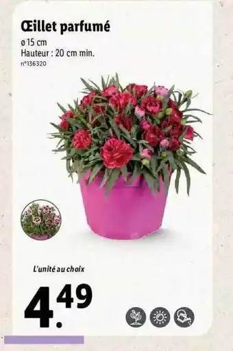 Lidl œillet Parfumé offre