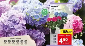 Lidl Hortensia offre