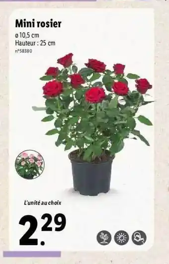 Mini Rosier