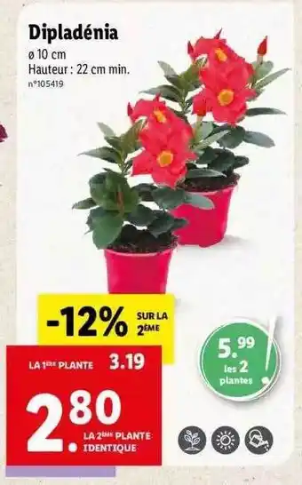 Lidl Dipladénia offre