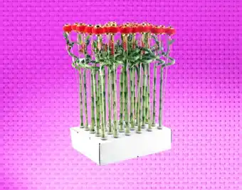 Auchan Lucky Bambou Tronc Spiral offre