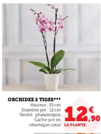 Hyper U ORCHIDEE 2 TIGES*** offre