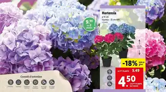 Lidl Hortensia offre