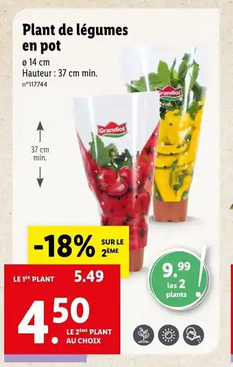 Plant de légumes en pot