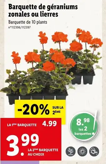 Lidl Barquette de géraniums zonales ou lierres offre