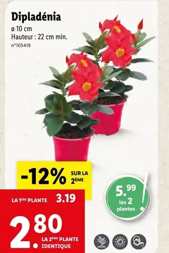 Lidl Dipladénia offre
