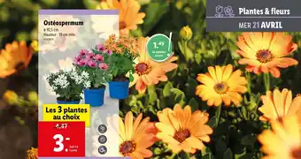 Lidl Ostéospermum offre