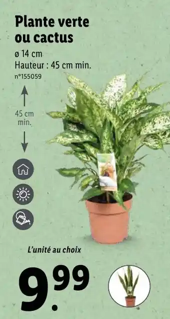 Lidl Plante verte ou Cactus offre