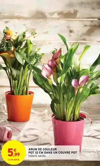 Intermarché Arum de Couleur Pot 12 cm Dans un Couvre Pot offre