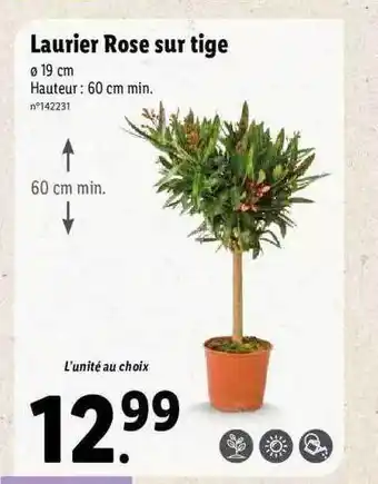 Lidl Laurier Rose Sur Tige offre