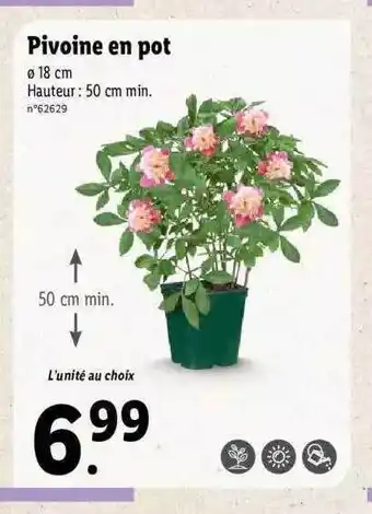 Lidl Pivoine En Pot offre