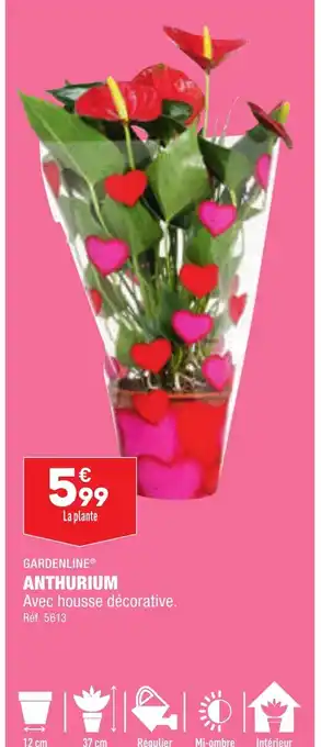 ALDI GARDENLINE® ANTHURIUM offre