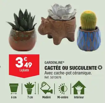 ALDI CACTÉE OU SUCCULENTE Avec cache-pot céramique. offre