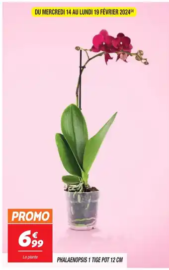 Netto PHALAENOPSIS 1 TIGE POT 12 CM offre