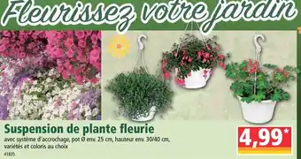 Norma Suspension de plante fleurie offre